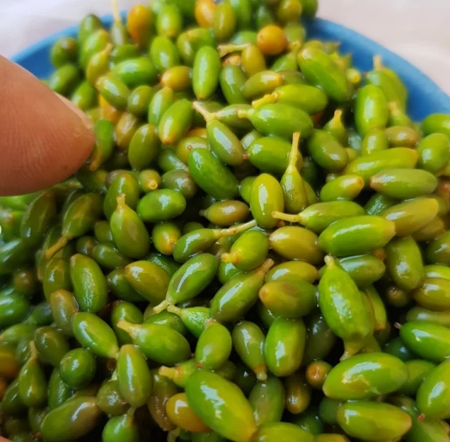 Acebuchinas silvestres aliñadas.