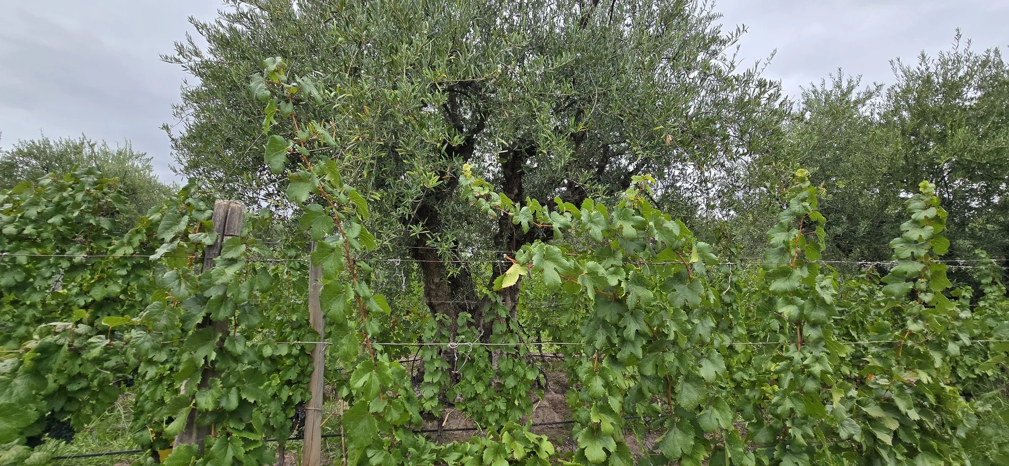 En Domaine St Diego, las vides de 1912 se intercalan con 400 olivos.