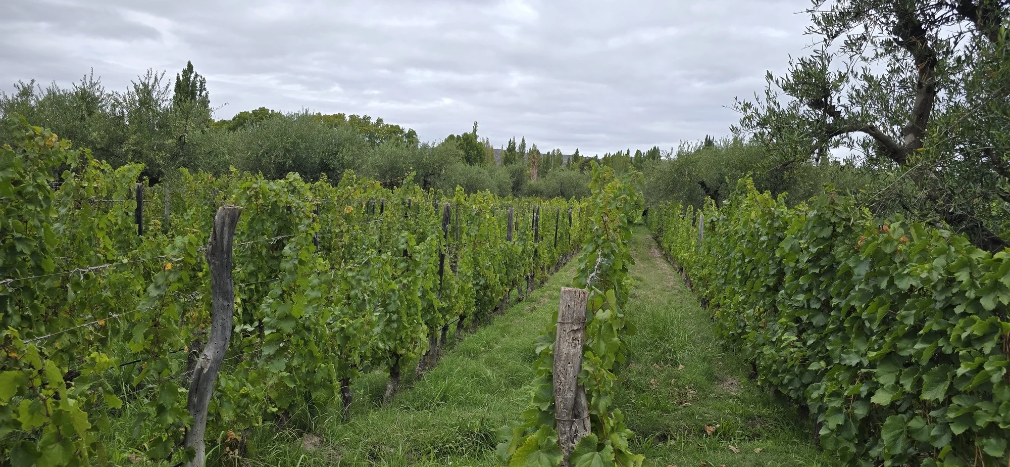 El viñedo de Domaine St Diego