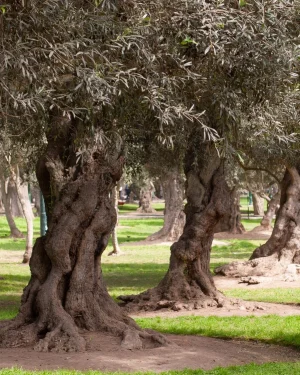 Antiguo olivar convertido en parque en Perú. Foto Wikipedia