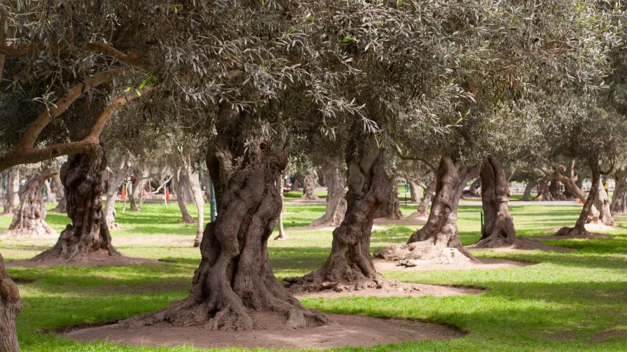 Antiguo olivar convertido en parque en Perú. Foto Wikipedia