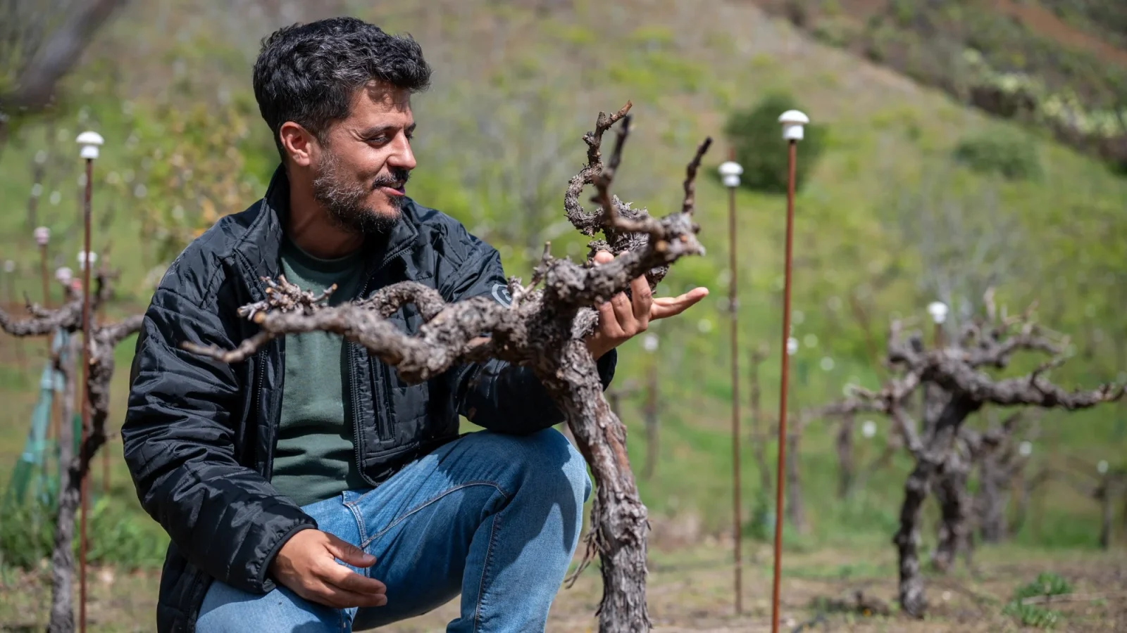 Carmelo Peña muestra una cepa a 1.400 metros de altitud en Gran Canaria.
