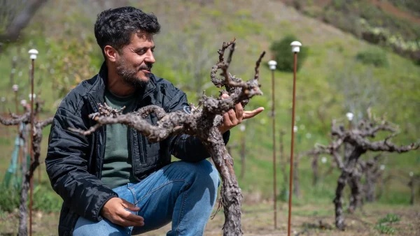 Carmelo Peña muestra una cepa a 1.400 metros de altitud en Gran Canaria.