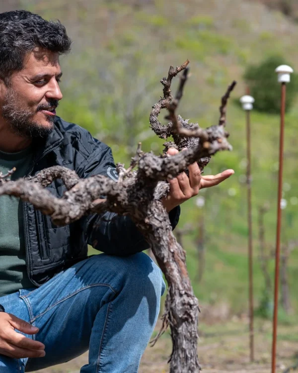 Carmelo Peña muestra una cepa a 1.400 metros de altitud en Gran Canaria.
