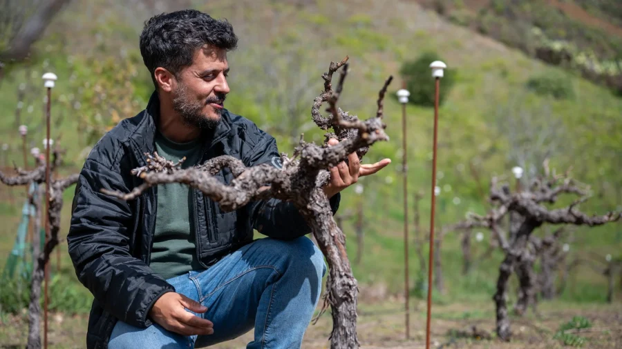 Carmelo Peña muestra una cepa a 1.400 metros de altitud en Gran Canaria.