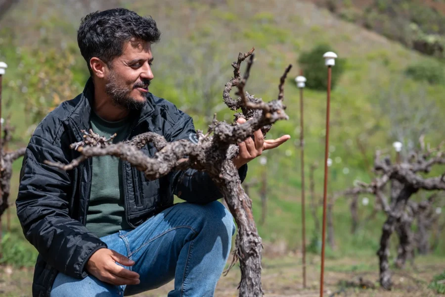 Carmelo Peña muestra una cepa a 1.400 metros de altitud en Gran Canaria.