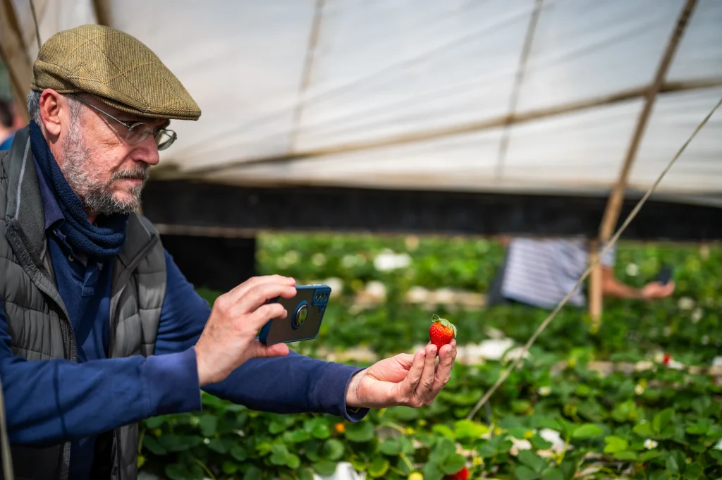 Fresa canaria Finca la Palma
