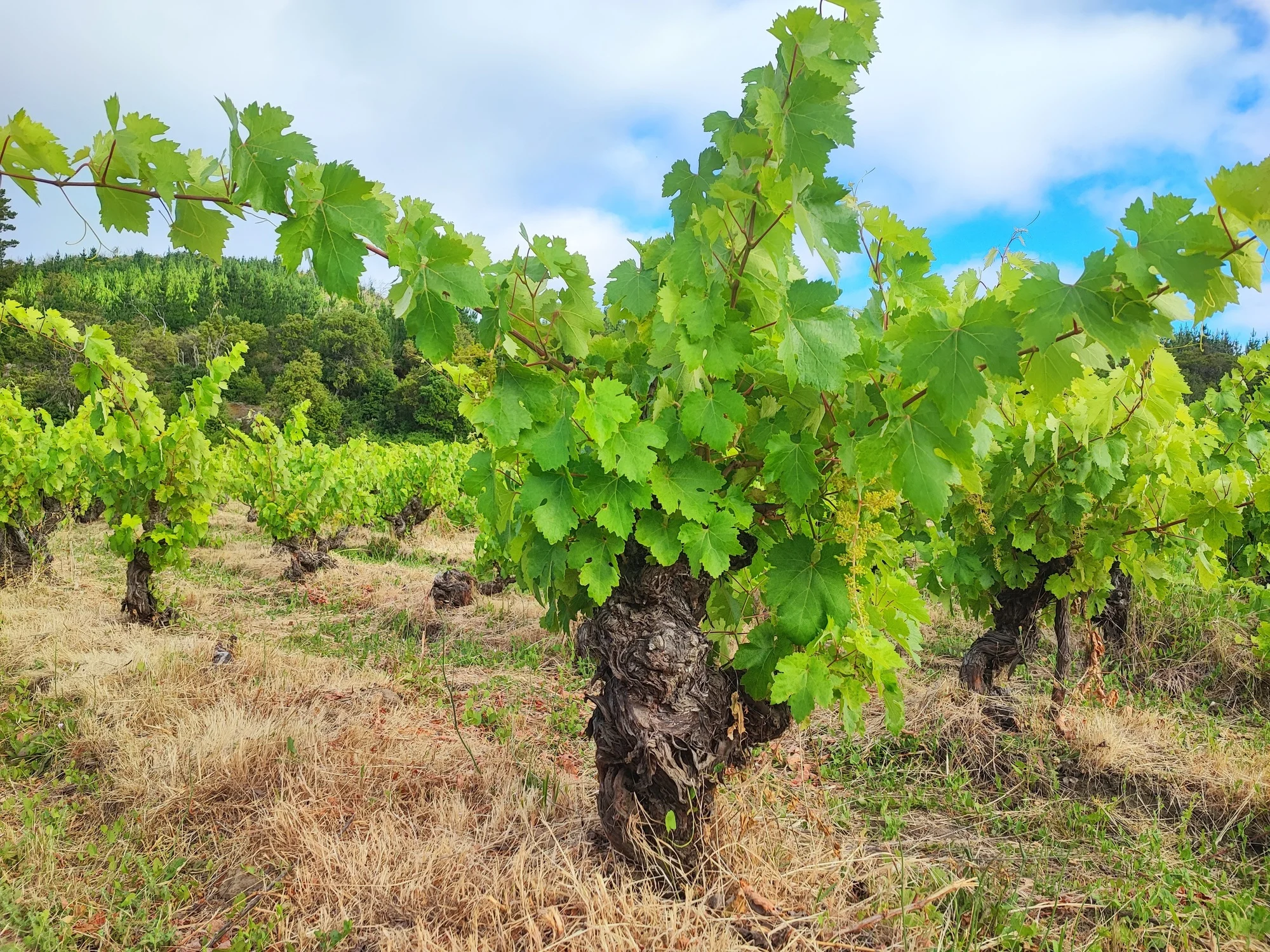 Una espléndida cepa de Grenache injertada sobre un pie de viña centenario de País.