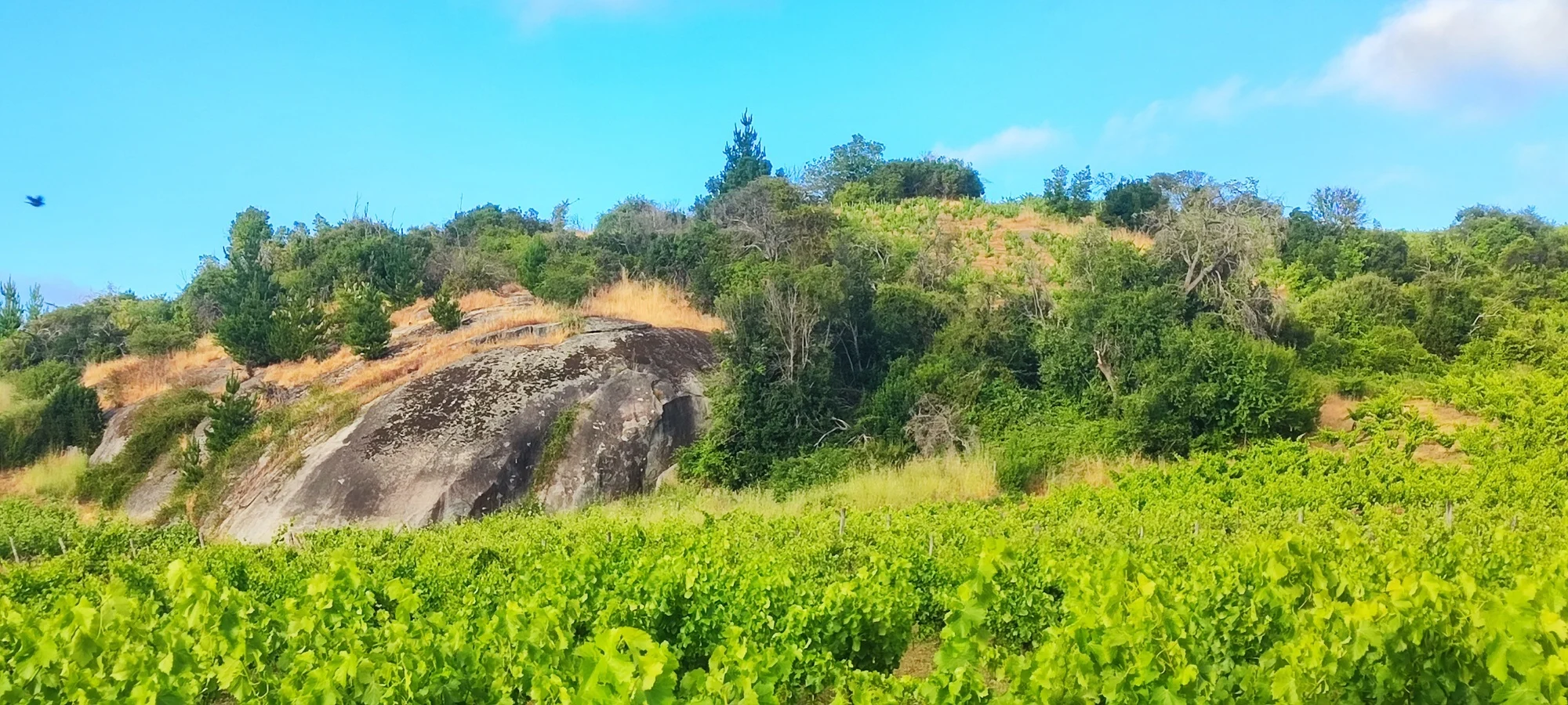 Viñedo Piedra Lisa, abajo parcela de Grenache El Levante