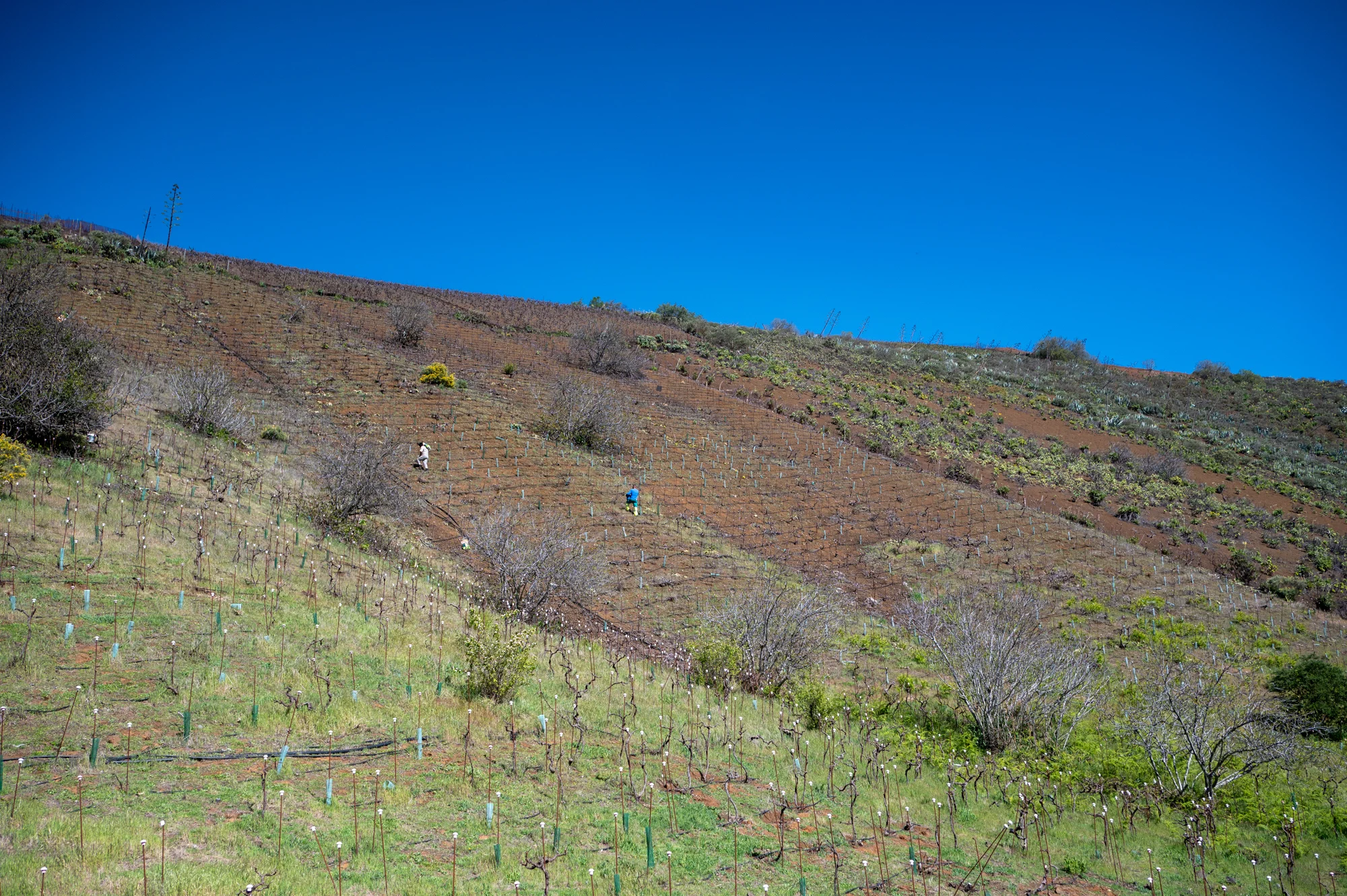 Viñedo a 1.400 metros de altitud en la isla de Gran Canaria.