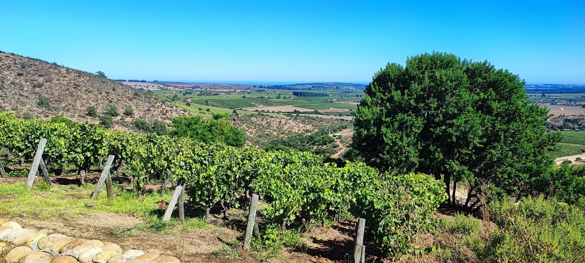 Viñedos con vista al mar