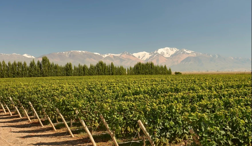 Viñedos de Malbec
