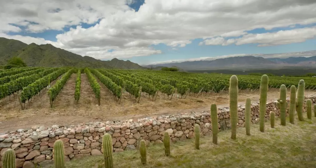 Valles Calchaquíes, viñedo