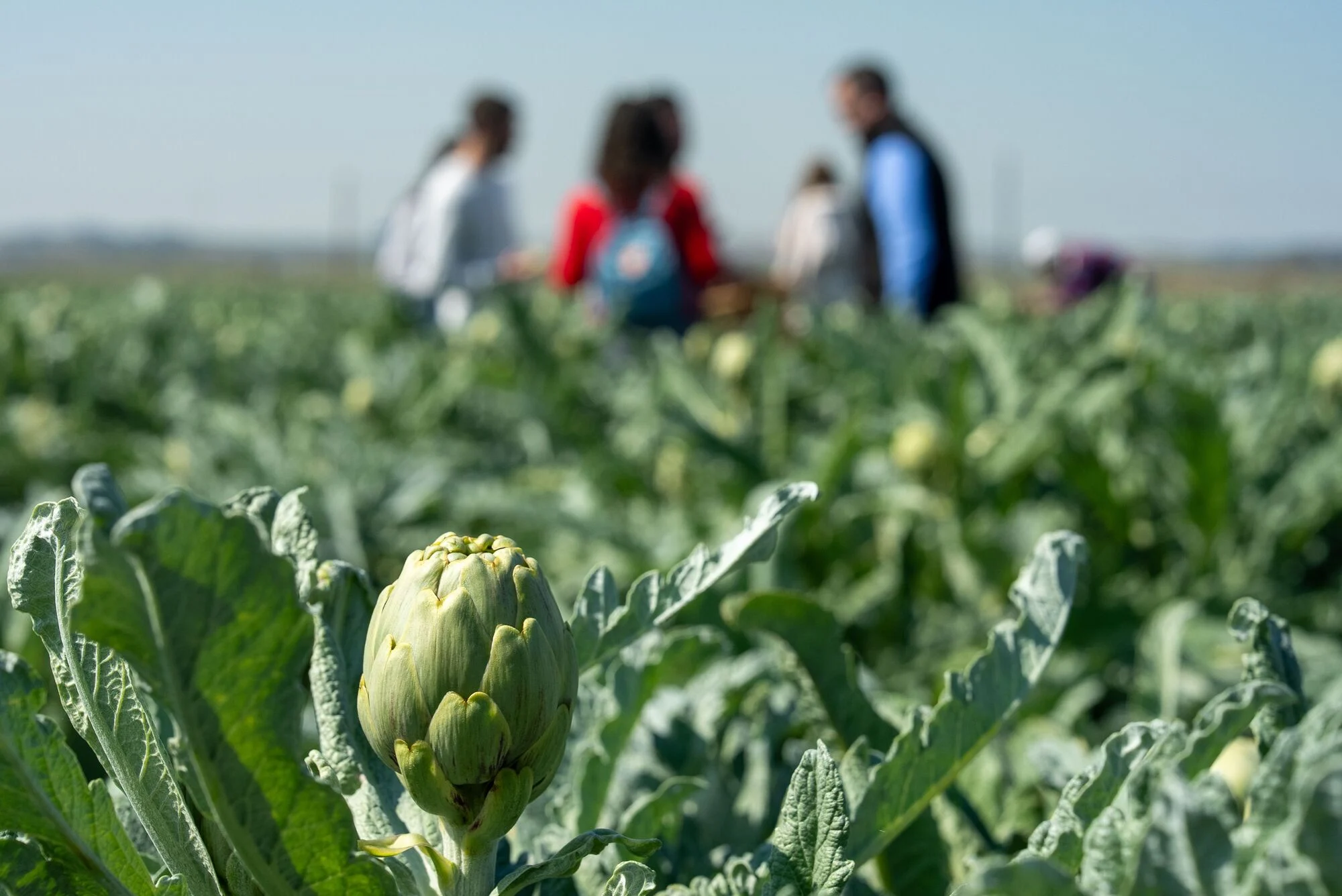 Alcachofa de Tudela en la mata.