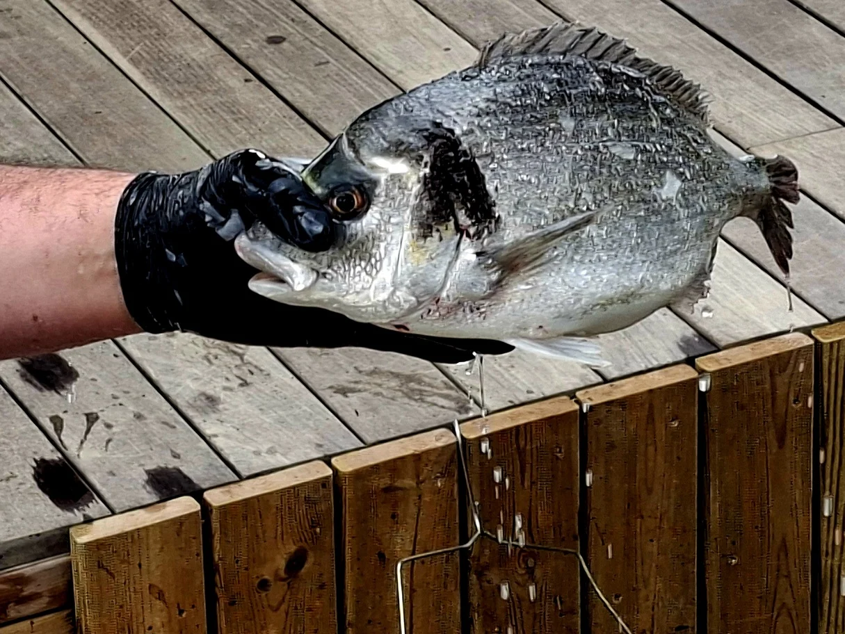 Aponiente 2026. Dorada recién pescada para el aperitivo