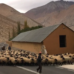 Cavas del Valle, Chile.