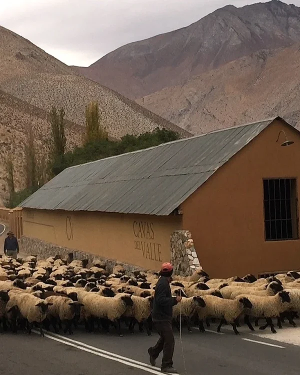 Cavas del Valle, Chile.