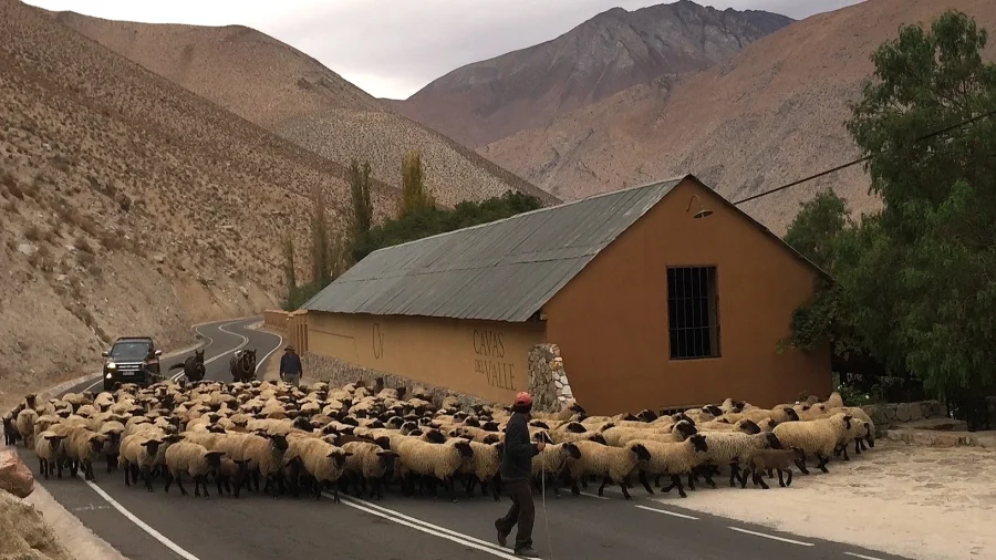 Cavas del Valle, Chile.