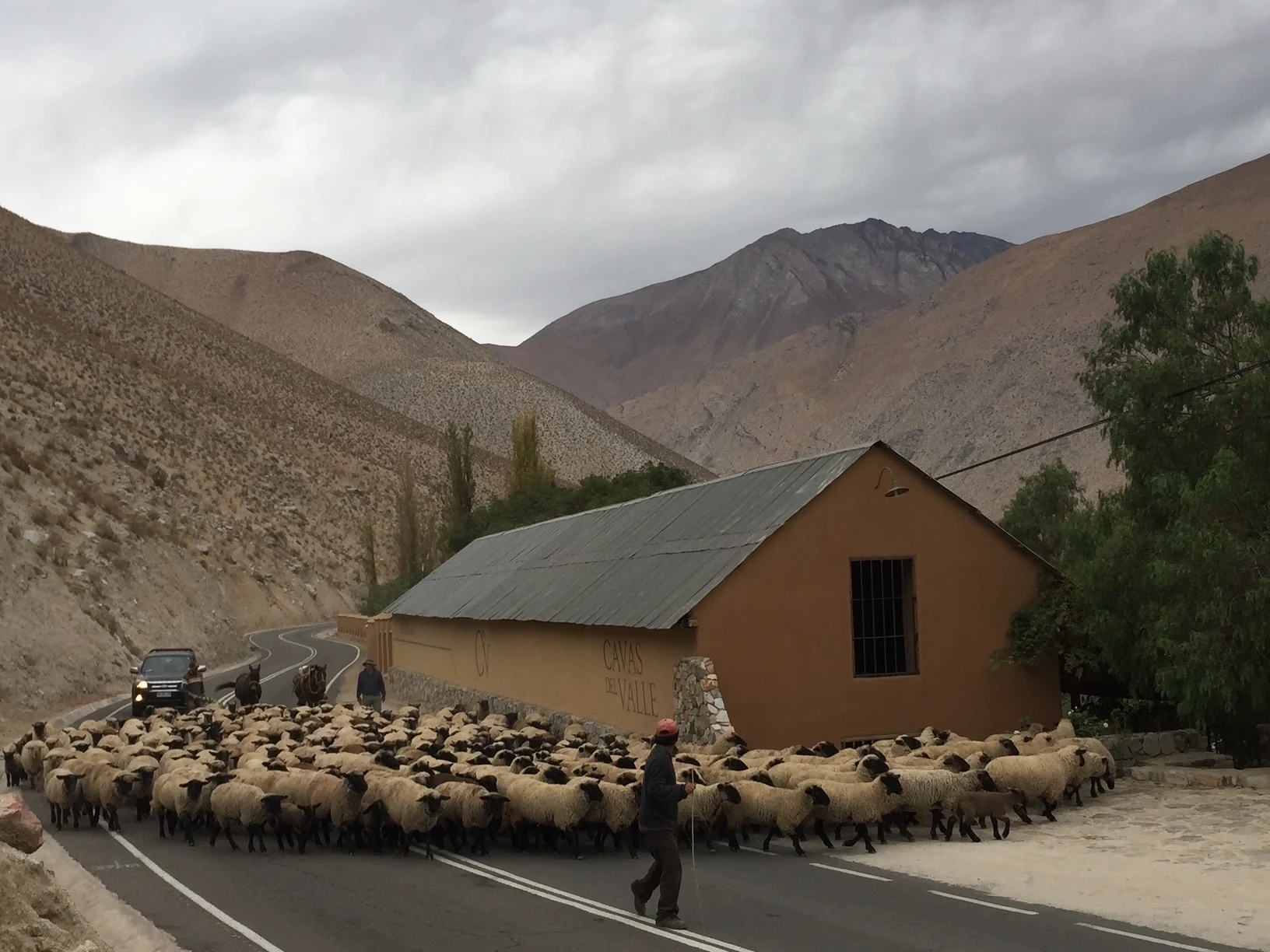 Cavas del Valle. La casona de la familia rodeada de un rebaño de ovejas.