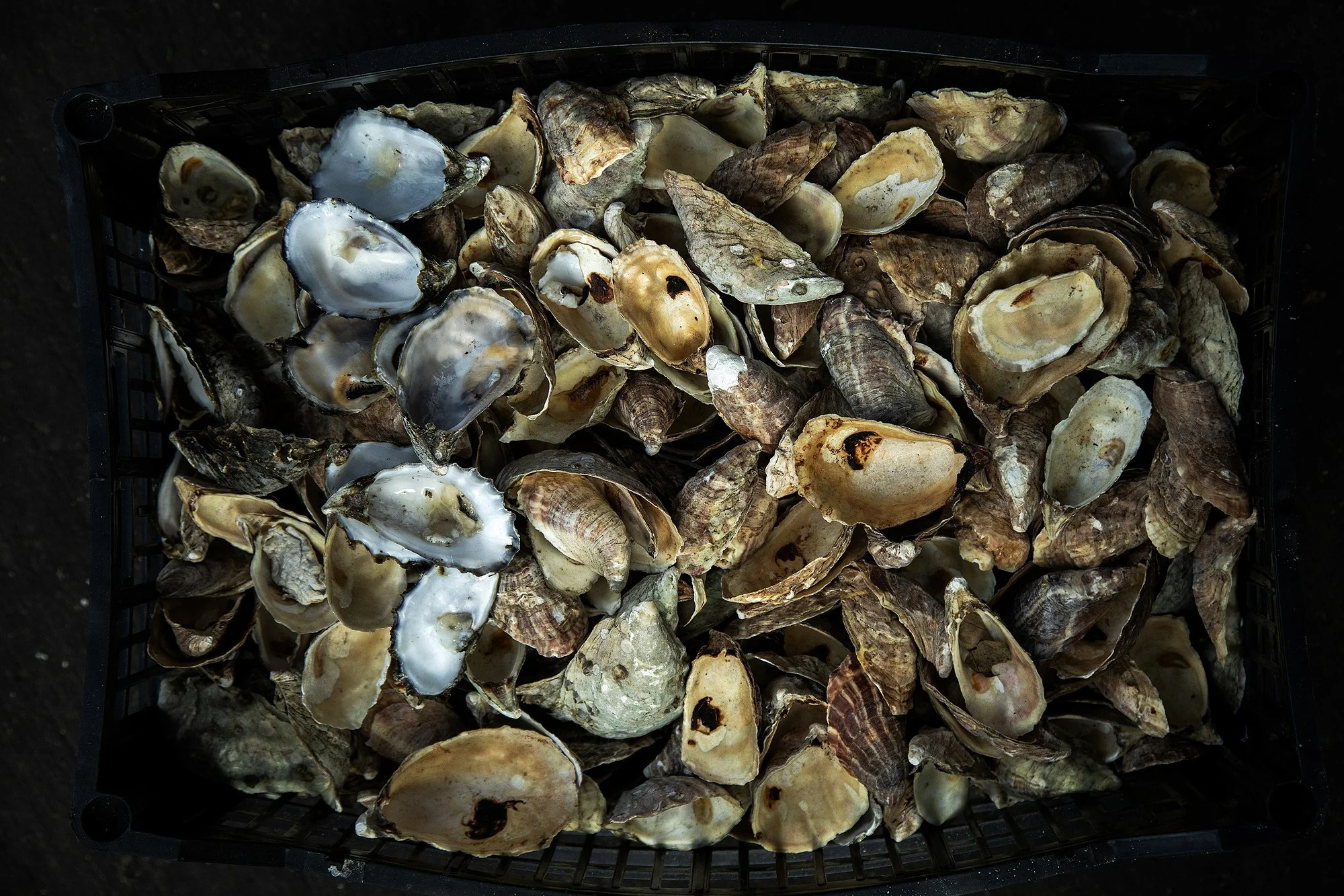 Conchas de ostiones preparadas para ser calcinadas en el horno.