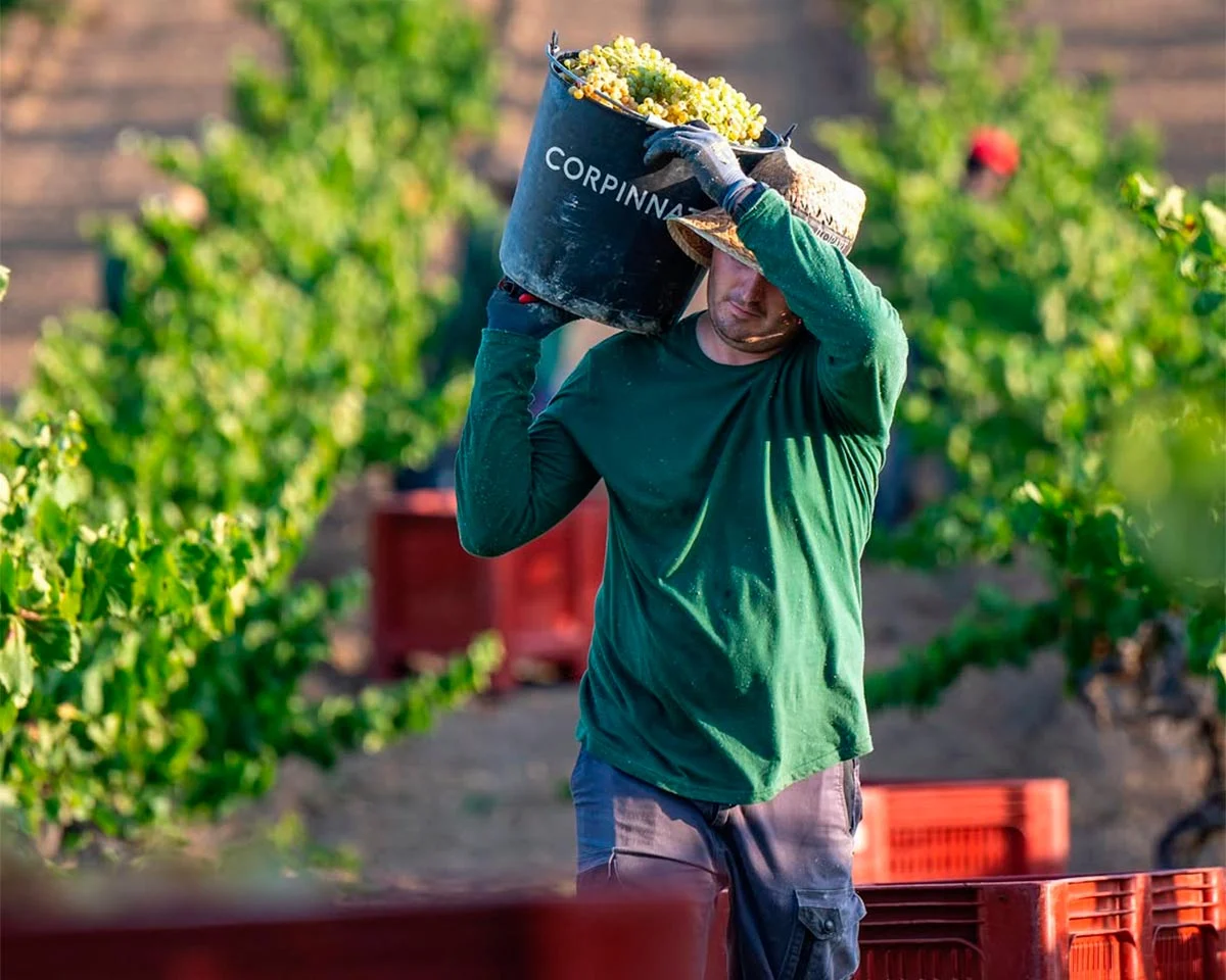 ¿Qué pasa con el cava? Guía para no perderse con los espumosos catalanes 4