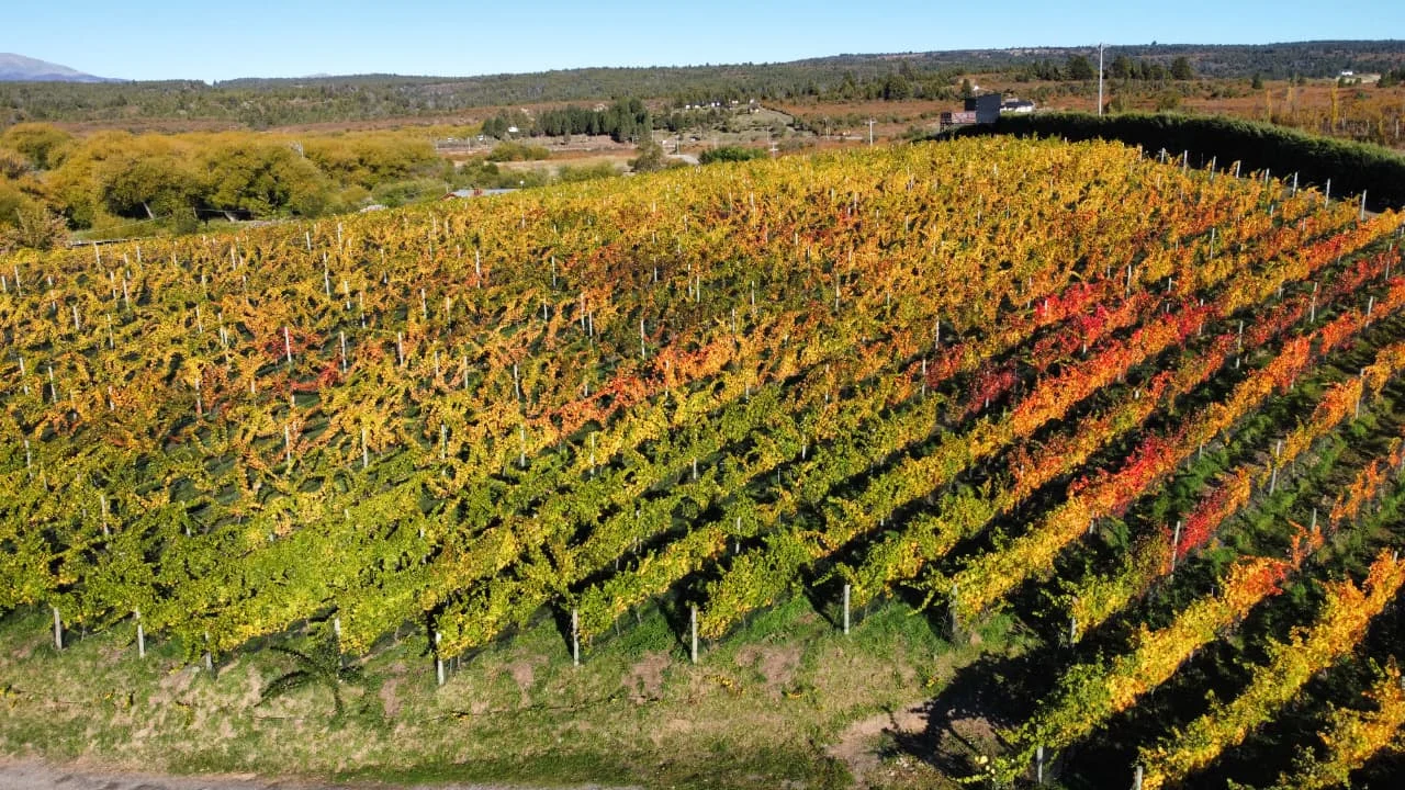 El viñedo en Trevelin, vestido con los colores del otoño y listo para la vendimia.
