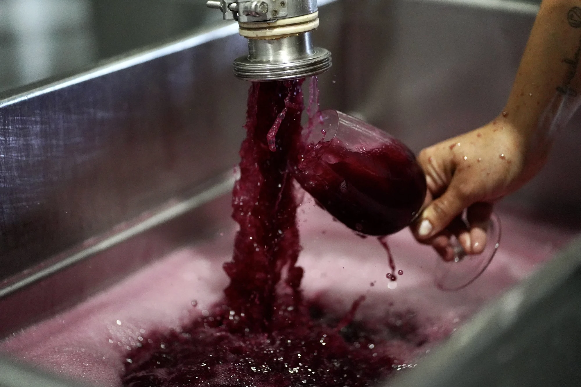 El vino nuevo recién extraído del prensado o estrujado de la uva.