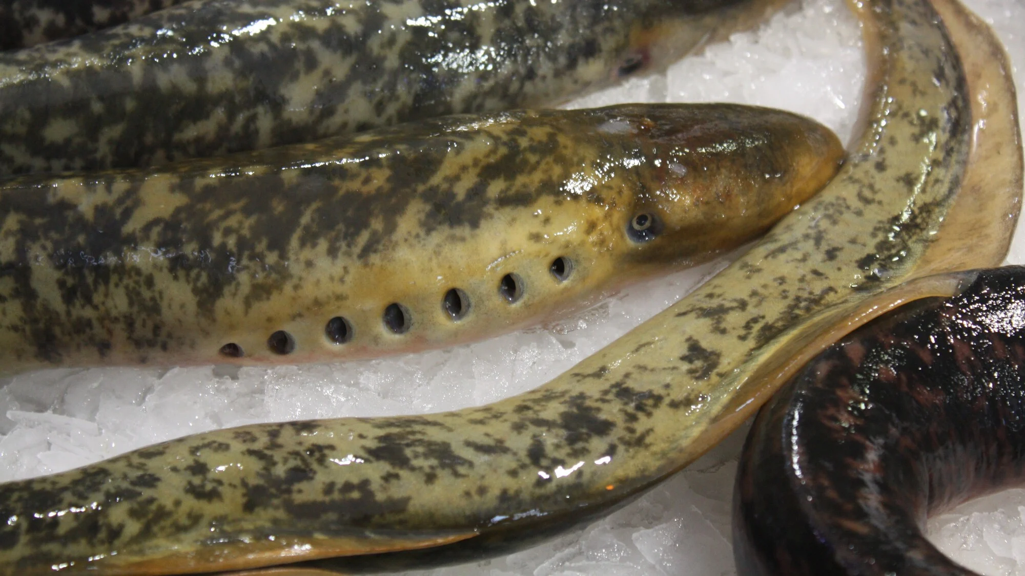 Revista digital gastronómica 2