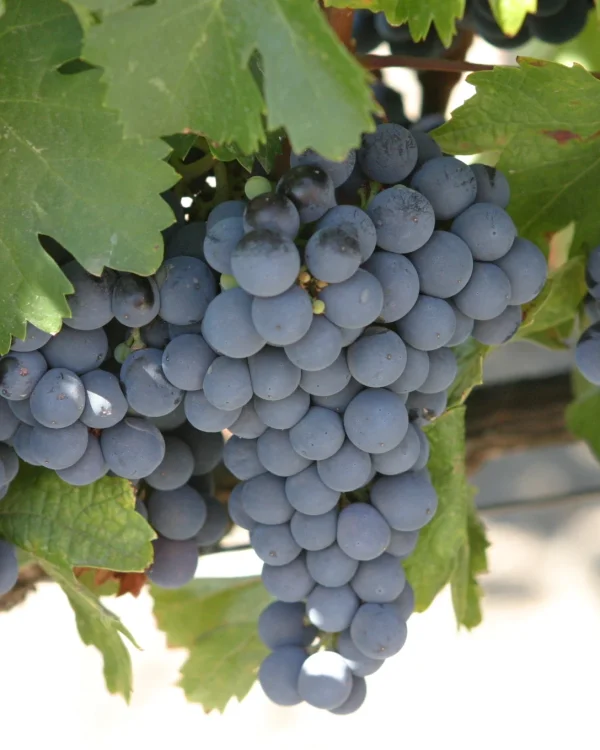 Uva malbec
