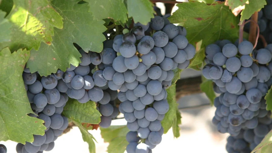 Uva malbec