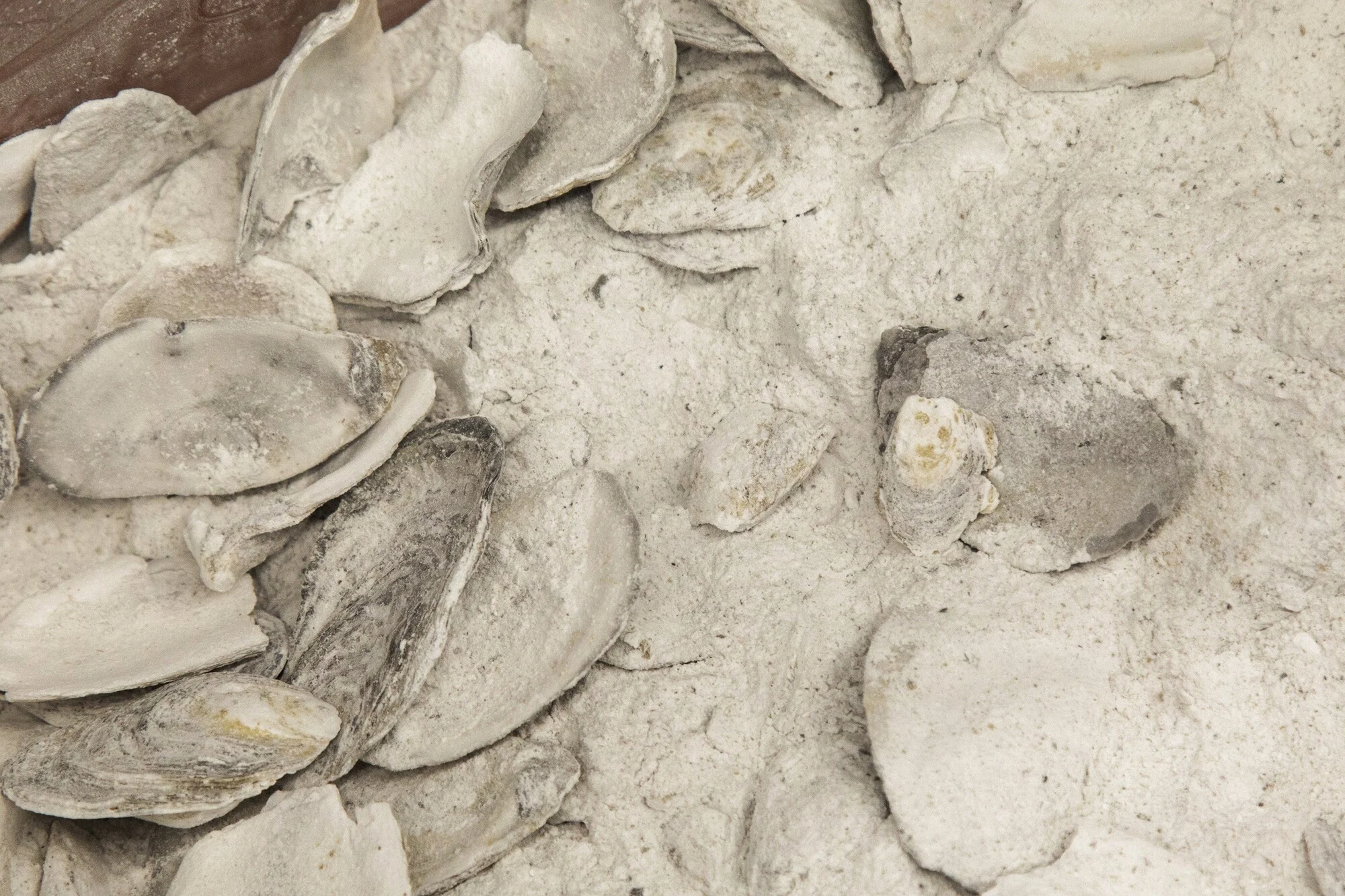 Ostiones calcinados listos para que sus cenizas se empleen en la nixtamalización de maíz.