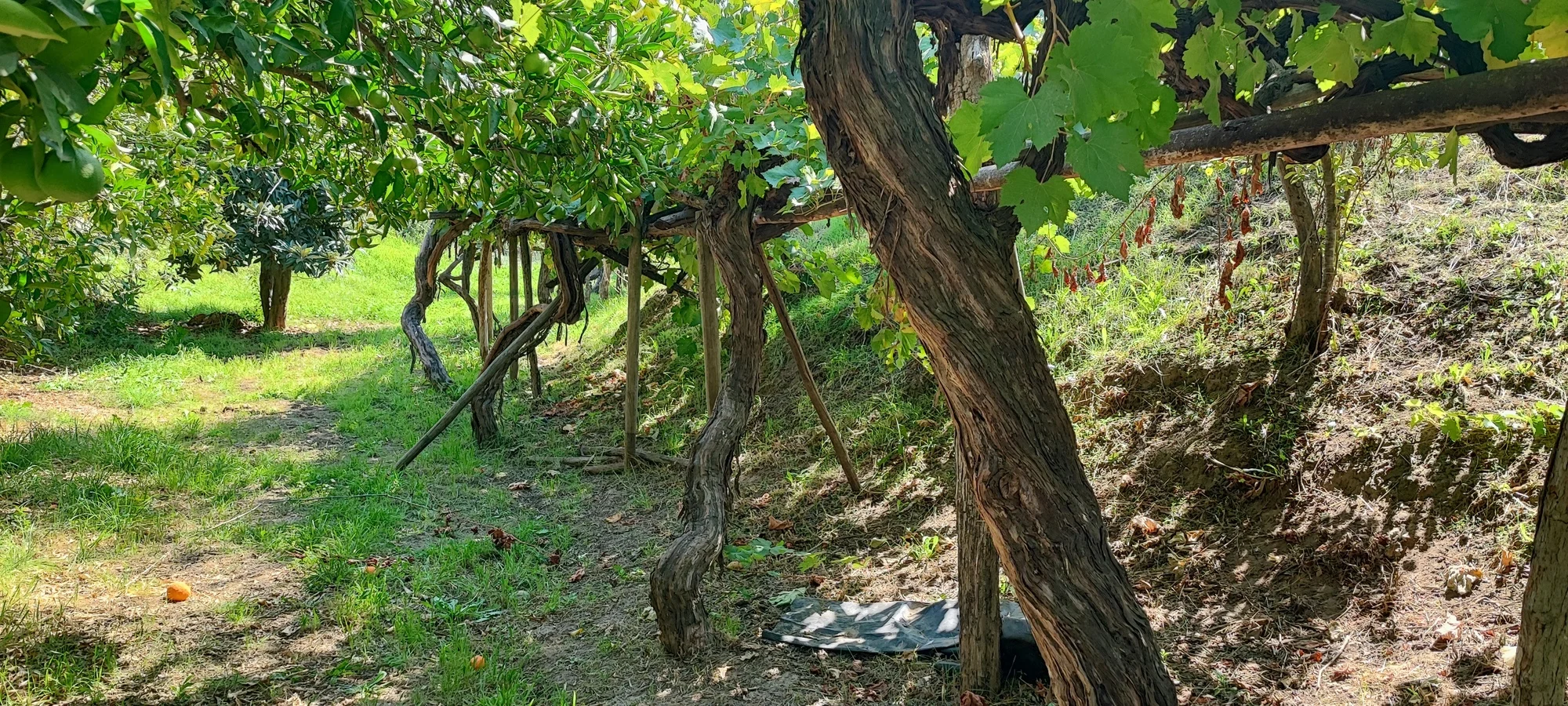 Parrón en quebrada en Clos de Luz