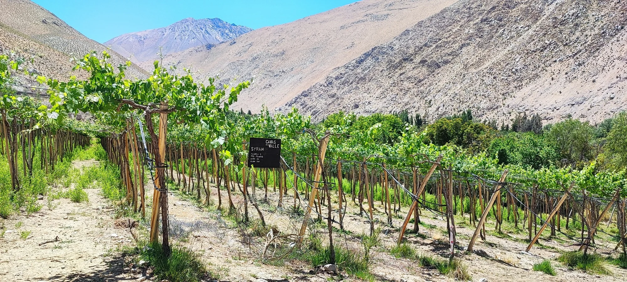 Syrah en parron Español_2