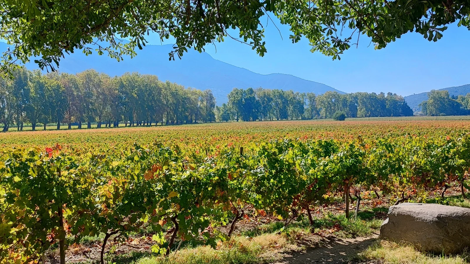 Viñedos de Almahue de la bodega Clos de Luz.