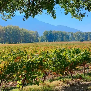 Viñedos de Almahue de la bodega Clos de Luz.