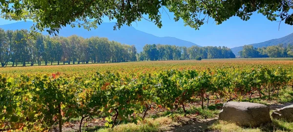 Viñedos de Almahue de la bodega Clos de Luz.