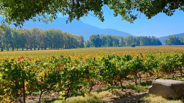 Viñedos de Almahue de la bodega Clos de Luz.