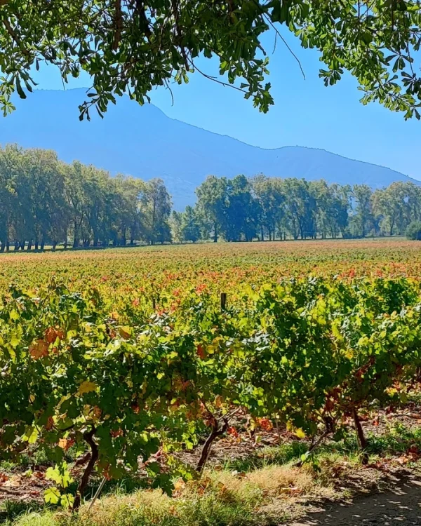 Viñedos de Almahue de la bodega Clos de Luz.
