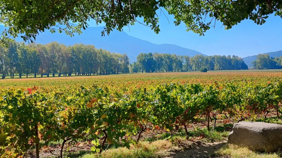 Viñedos de Almahue de la bodega Clos de Luz.