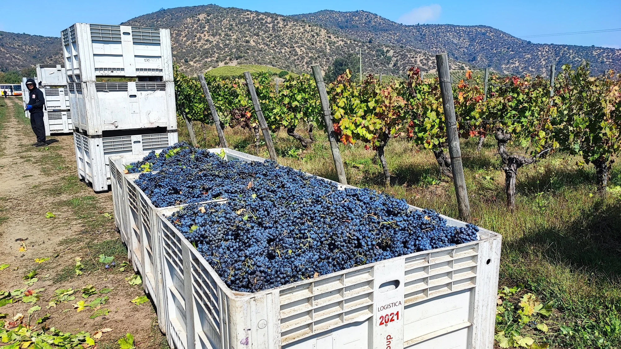 cosechando carmenere a mediados de abril.