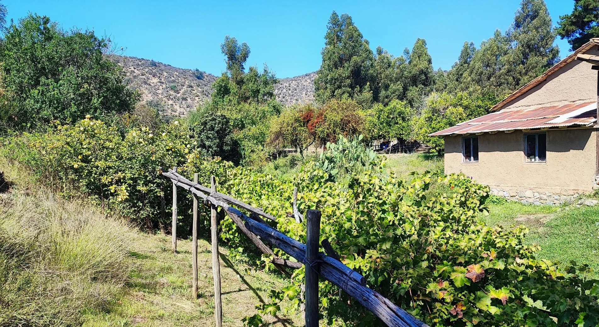 El viejo parrón de cepa país junto a la casa original en Clos de Luz.