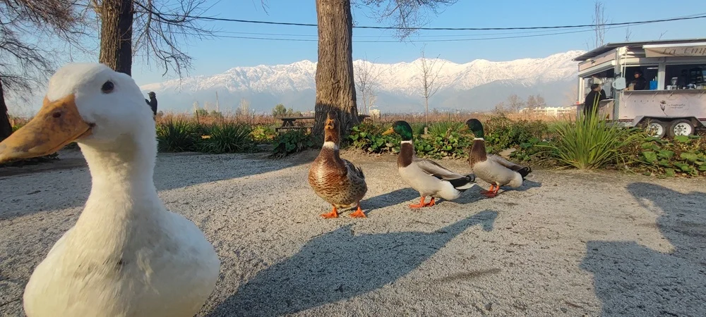 El entorno del viñedo de Casablanca, rodeado de montañas nevadas.