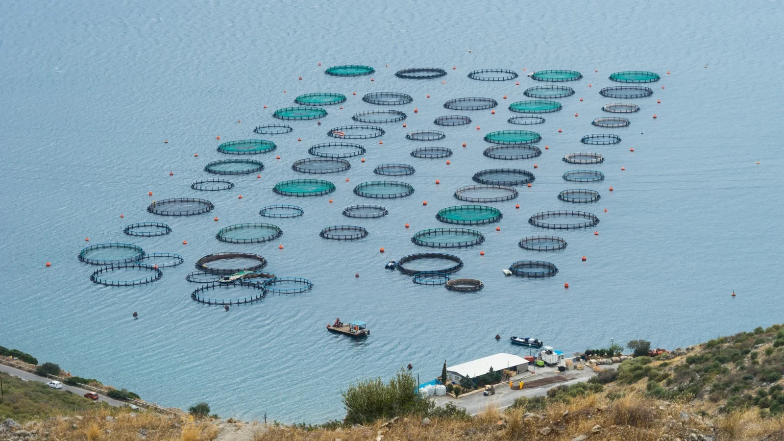Granja de pescado en Amarynthos, Eubea, Grecia. Foto Wikipedia