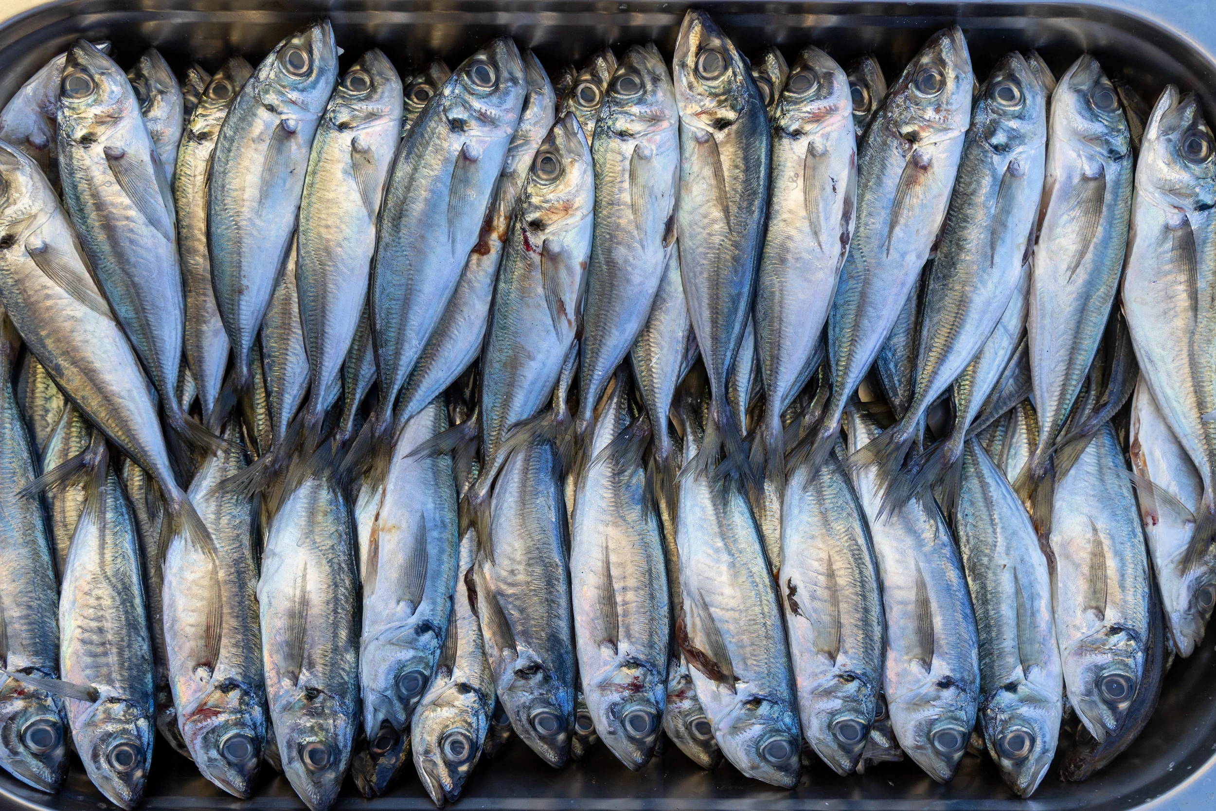 Jureles dispuestos para el almuerzo del Encuentro de los Mares