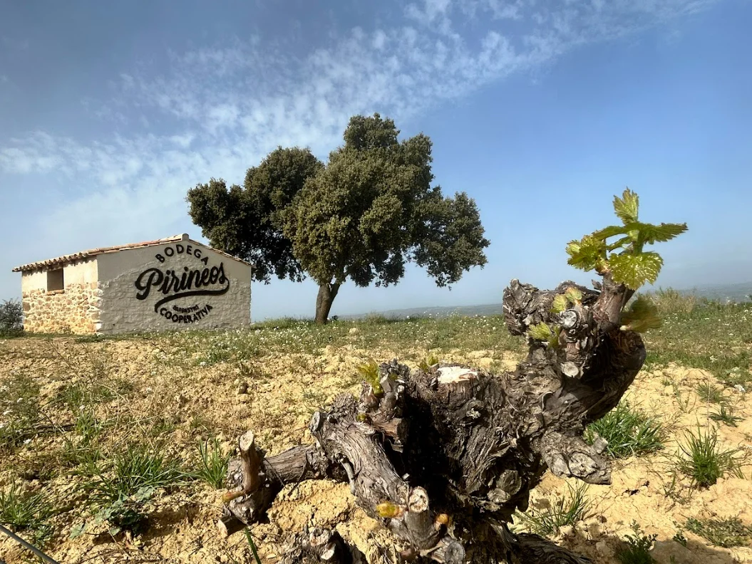 Vinedo El Mon con la brotacion de Moristel y distintivo de David Gatta. Foto: Bodegas Pirineos.