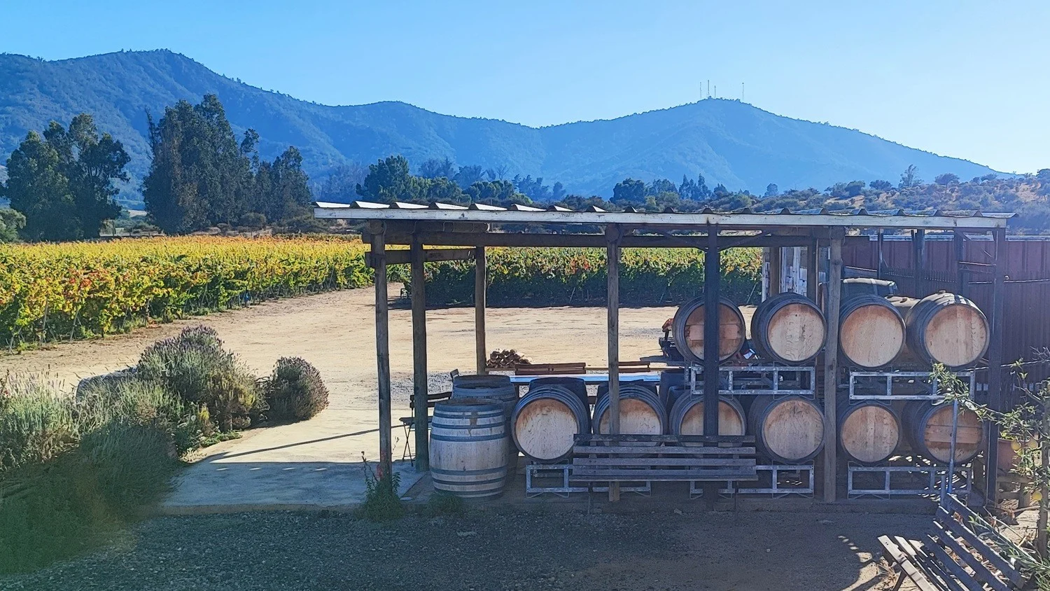 Viñedos y bodega de Attilio y Mochi