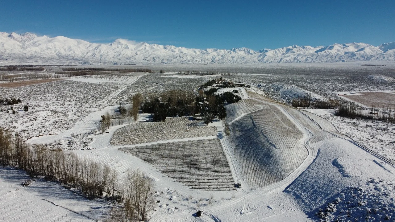 El viñedo de PerSe, nevado en el mes de julio.