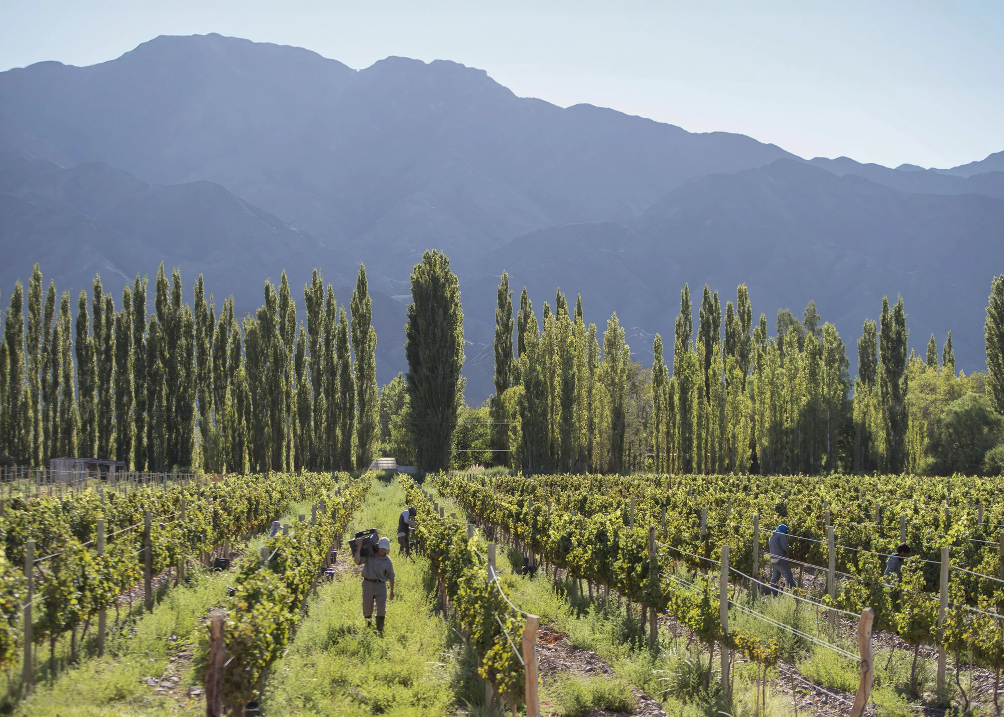 Imagen de los viñedos, con el fondo de la Cordillera de los Andes.
