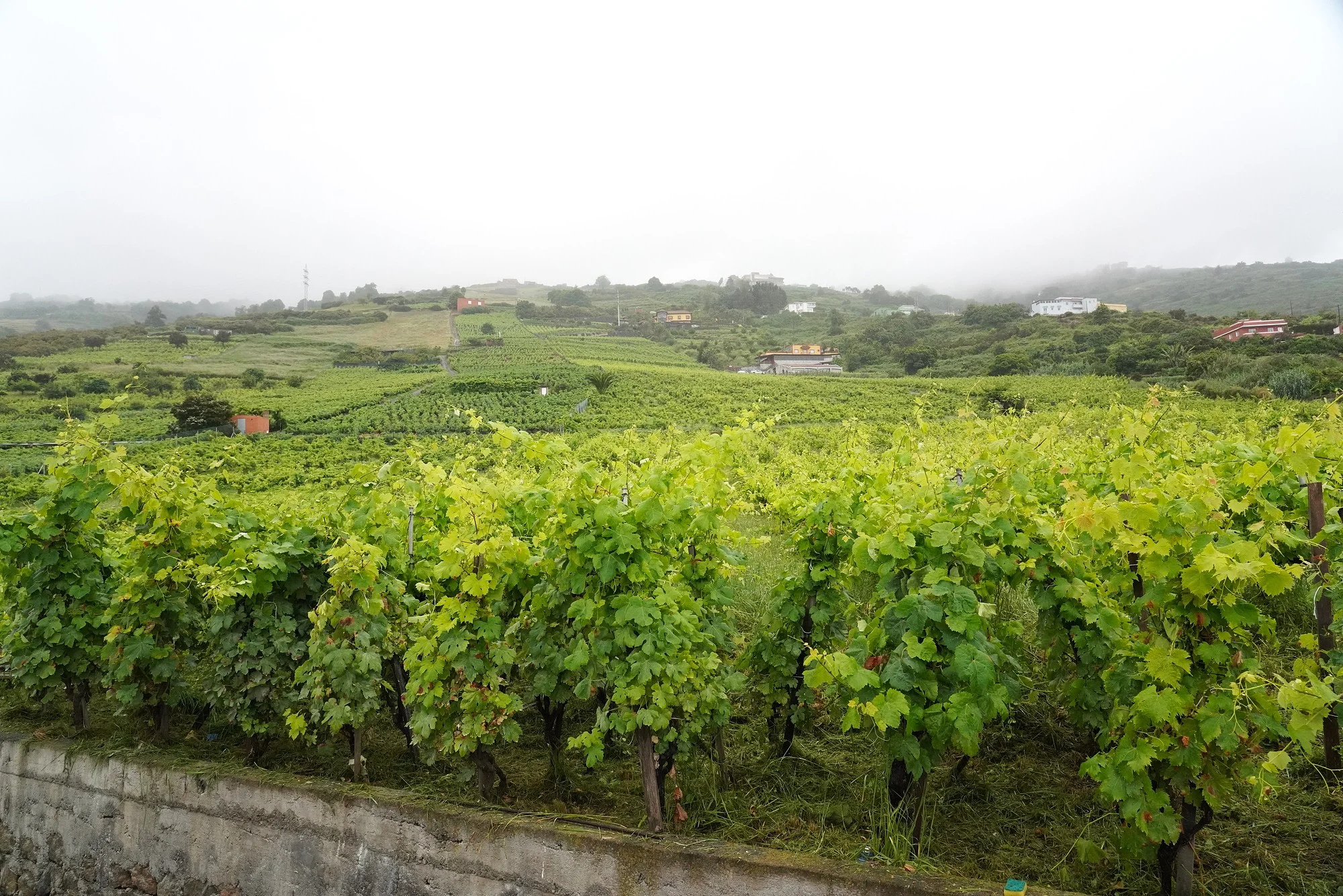 Island Wines Summit genera en Tenerife una comunidad global para los vinos insulares 2