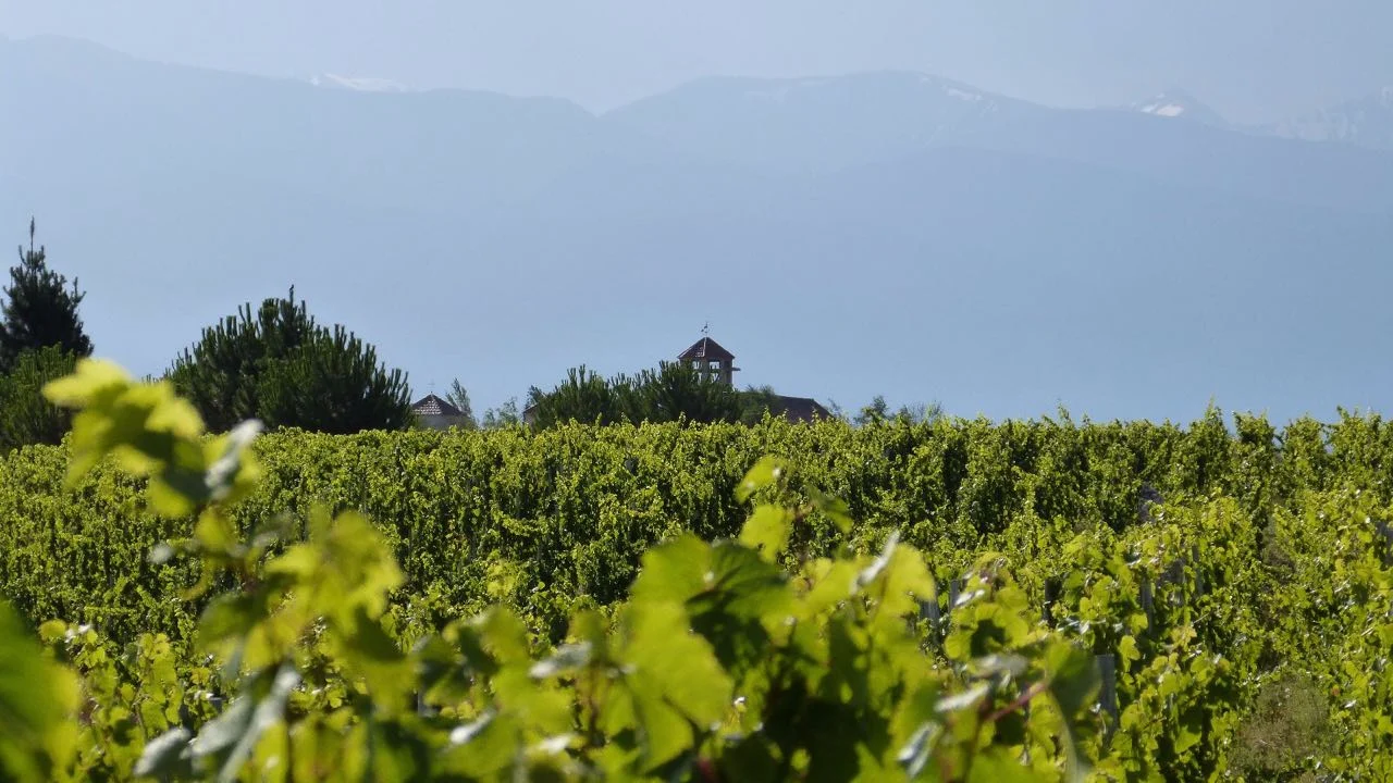 PerSe, Vista del viñedo, y el monasterio al fondo.